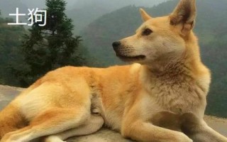 土狗和肉狗的区别,外形、养殖方法和精肉率均不同