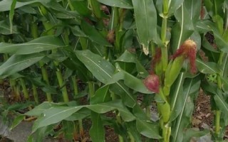 F2817玉米种子介绍,中早熟品种