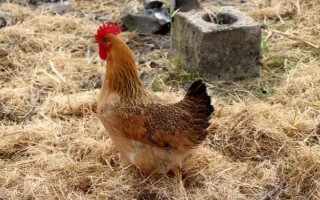 鸡不下蛋的原因，可能是日龄过大或光照不足等