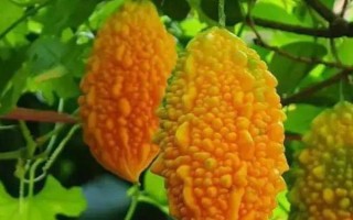 癞瓜的种植方法，播种前先对种子进行催芽处理