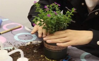 满天星用什么土种植，选择微酸性砂壤土为佳