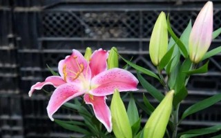 百合花能否在室外过冬,气温超过0℃才能养在室外