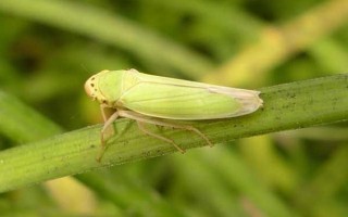 大青叶蝉的危害症状，严重时可致幼树死亡