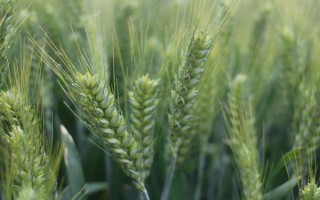 洛麦24小麦种子特点，中低肥力地可适当增加播量