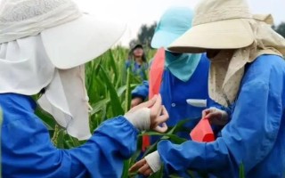 玉米示范基地强化措施,应在出苗后及时查看是否缺苗