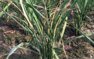 什么时候防治水稻二化螟效果好，通常为7月5日至7月20日