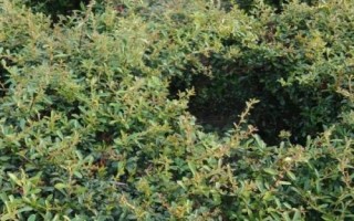 哪里可以买到铁篱笆种子，建议货比三家