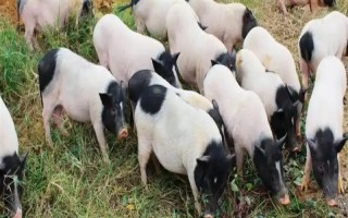 养10只香猪的年利润,减去成本后一年可获利2万元左右