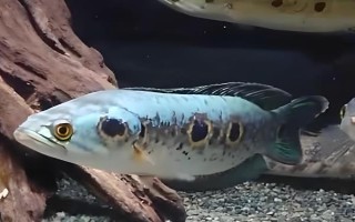 七彩海象简介,体长可达40-60厘米