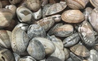 花甲的分布,广泛分布于我国的南北海区