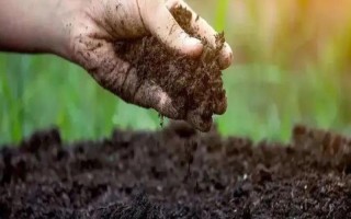 土壤酸化怎么改良，使用有机肥可调节酸碱值