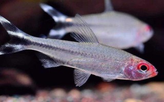 观赏鱼多少温度养合适，适合的温度是22-24℃