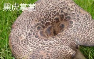 虎掌菌和黑虎掌菌的区别,虎掌菌分为黑虎掌菌,黄虎掌菌