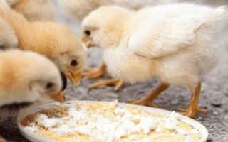 小鸡可以吃的食物有哪些，可饲喂煮熟的大米或小米