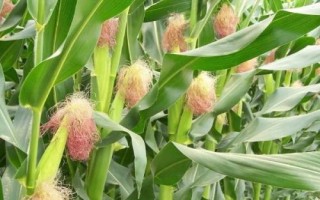 骏玉13玉米种子特征特性,适宜播期6月上中旬