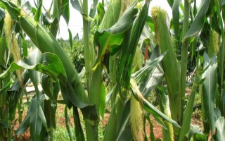 天育999玉米品种的特性，生育期116.2天