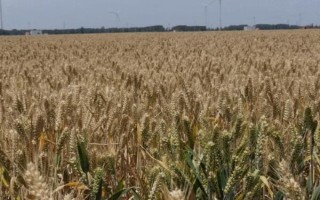 南方地区的自然特征与农业，种植业以水稻为主