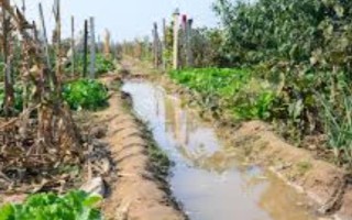 蕨菜的田间管理办法，在生产上多采用无性繁殖方式