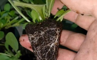 矮牵牛的栽种要点,夏季和秋季均可播种