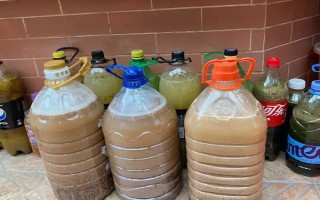 幸福树开花的寓意，寓意着吉祥如意