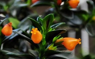 金鱼吊兰能不能喷水，喷水可以促进其生长发育