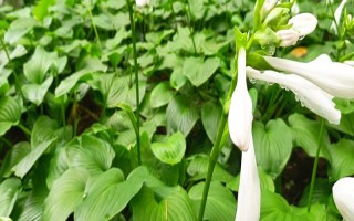 好听又有深意的植物，常见的有紫珠、玉簪、流苏等