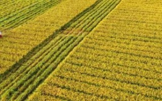 水稻亩产多少，高产稻为1000-1200斤左右/亩