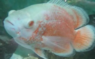 饲养地图鱼的要点,夏季每隔2-4天要换一次水