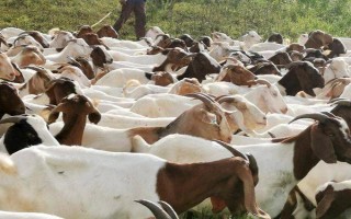 山羊夏季养殖方法，下雨天一般不放牧