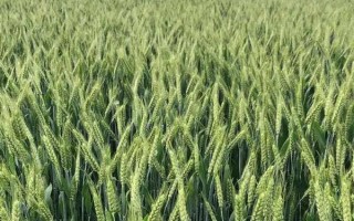 京花11号小麦种子简介，一般每亩20公斤二铵