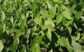 东农豆251大豆品种的特性,避免种植密度过大引起倒伏
