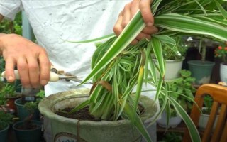 茂盛吊兰的修剪方式,要对其密集的枝叶进行疏剪