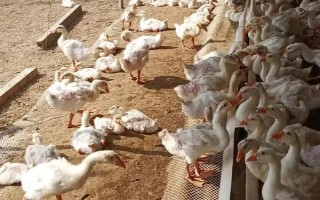 鹅能当宠物养吗，鹅可以当宠物养