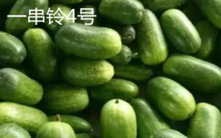 优良的冬瓜品种有哪些,包括一串铃4号、黑将军、早青冬瓜等品种
