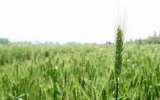 麦青的简介，也叫麦苗属于一年生草本植物