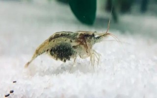 黑壳虾多久可以发育成熟，出生2-3个月就可以发育成熟