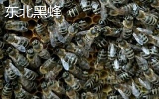 蜜蜂的价格,蜂种不同售价也会有所区别