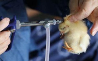 鸡出壳后多久可以离开孵化机，出壳18-36个小时后才可以