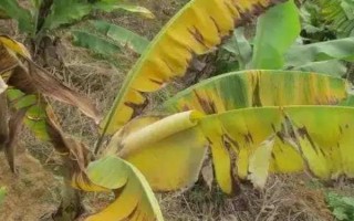 枯萎病发生的因素，主要是环境因素和其他生物浸染所致