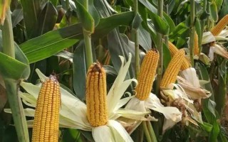 黔黄737(区试名称:ZM3211)玉米品种的特性,春播宜在4月上中旬播种