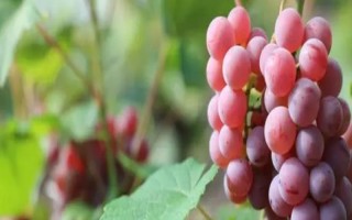 早熟的葡萄品种，常见的有夏日阳光、夏黑等