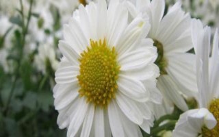 浙江省桐乡市的特产,杭白菊是我国传统出口名特产品