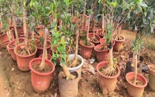 嫁接桂花的方法，将枝条插入砧木中并绑扎薄膜