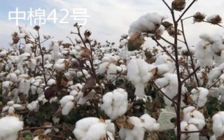 洮南棉花的品种介绍,各有特色