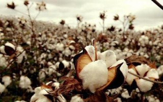 棉花施肥技术,生长期长需肥量大