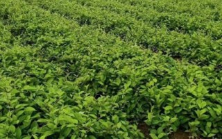 五味子的育苗技术，首先做好育苗田的选择工作