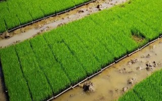 早稻基质育秧的管理注意事项，供水方法一般是选择漫灌