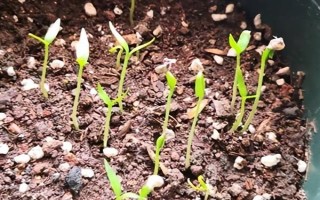 辣椒的种植方法，南方地区一年四季都可以栽种辣椒