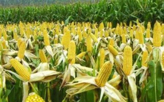 萃甜618玉米品种的特性,合理安排播期