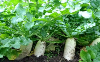 哪些蔬菜可以在6月份种植，适合选择黄瓜、番茄、豇豆等品种